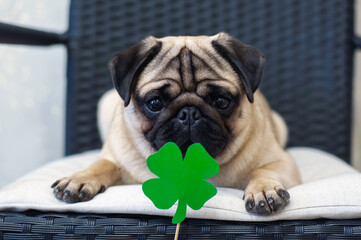 St. Patrick's Day dog pug with paper green clover
