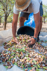 Almond harvest time: farmer collecting fruits from the net