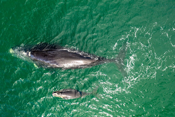 Obraz premium Overhead aerial view of a Southern Right Whale and her calf in the waters off of Cape Town, South Africa. 