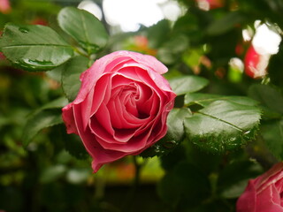 Close-up on a rose in the colors of love
