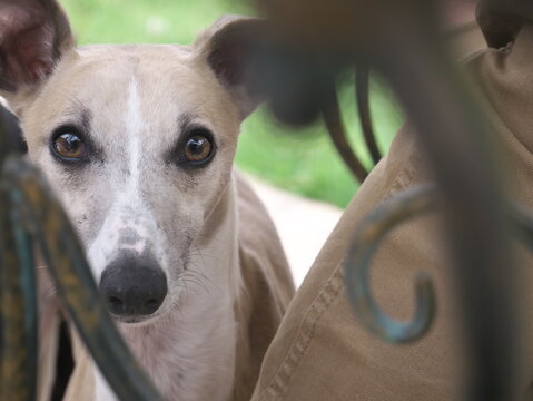 Photo of a greyhound looking sadly under the table	