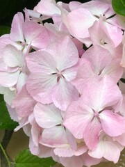 Fototapeta premium pink hydrangea flowers