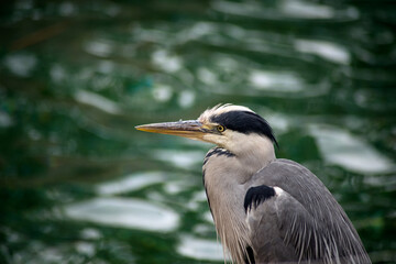 portrait of heron standing in border water