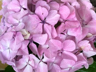 pink hydrangea flowers © A S Santacreu Anita