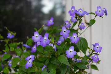 Blue flowers of Brovallia cultivar. American fidelity on a background of green leaves by the window on a summer day.