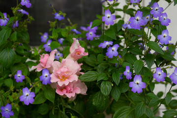 Pink snapdragon flowers and blue flowers of American Browlia on a spring day in the garden by the window.