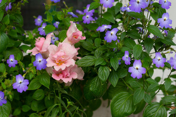Snapdragon and browllia american fidelity bloom nearby in the garden on a summer day.