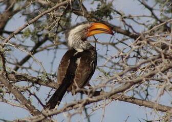 Southern Yellow Billed Hornbill