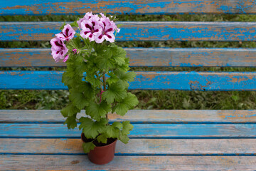 Fototapeta na wymiar The Archi Pop Grandiflora Royal Pelargonium with beautiful bright lilac flowers is located in the garden on a wooden old blue bench.