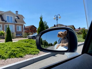reflection of a dog in a car mirror