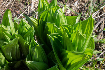 Obraz premium natural background with bright green leaves of a young plant