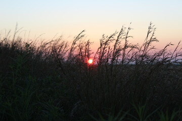 Fototapeta na wymiar Sunrise through Grass