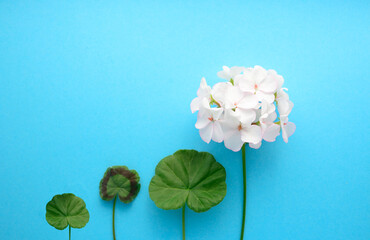 delicate white flower Pelargonium, garden geranium or zonal geranium Flowers on a soft blue background