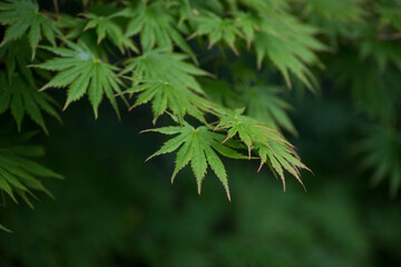 closeup of japanese maple leaves in a japanese garden