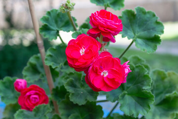 Beautiful terry large and bright red flowers and dark green leaves belong to the plant of zonal pelargonium of the Rosita variety.