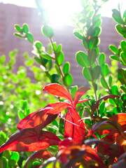 Green and Red Plants Under the Summer Morning Sun