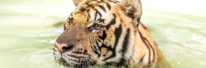 Bengal tiger, an incredible animal of nature. Asia.