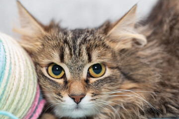 Fluffy cat pensively lies next to a tangle of threads