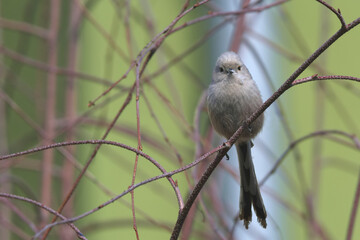 Kulka z ogonkiem © Tomek Kiecana