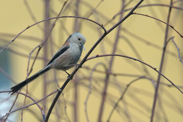 Nitki na gniazdo © Tomek Kiecana