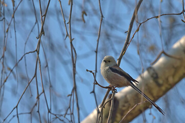 Raniuszek na firance gałązek © Tomek Kiecana