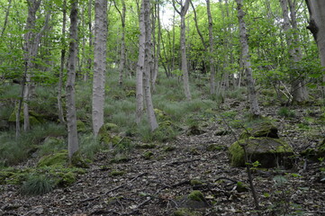 Woods at Kemback, Fife