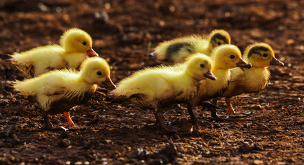 two little ducklings