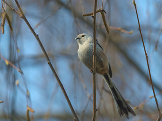 Na pionowej gałązce © Tomek Kiecana
