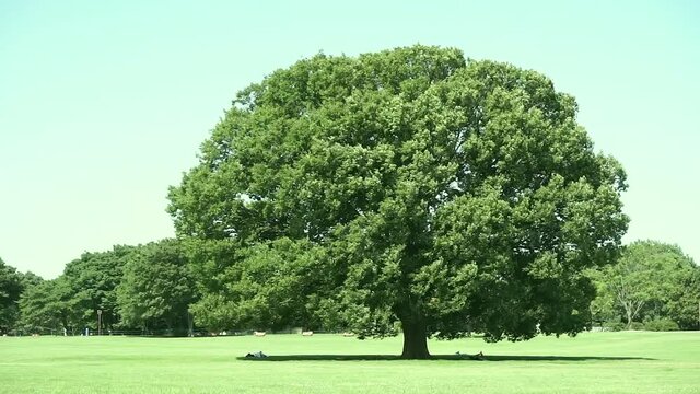 風に吹かれる公園の大木 