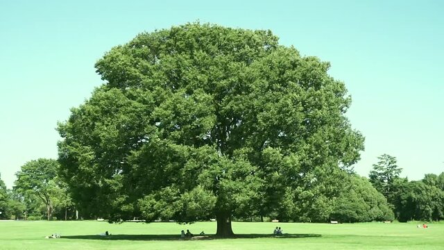 風に吹かれる公園の大木 