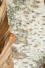 The birch bark. The texture of the wood in the pile.