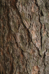 Texture of tree bark. High resolution.