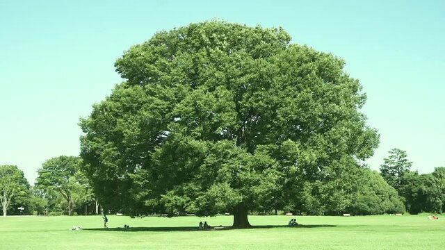 風と木