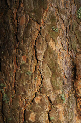 Texture of tree bark. High resolution