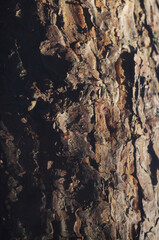 Texture of tree bark. High resolution