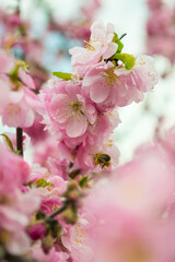Sakura blossom and flying bee. Bee in flight pollinating sakura tree. Pink sakura flowers. Bee collecing pollen nectar on blooming branch of sakura tree.
