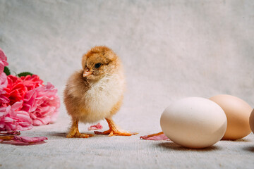 newborn Chicks on a light background with eggs and bright pink flowers for a greeting card...