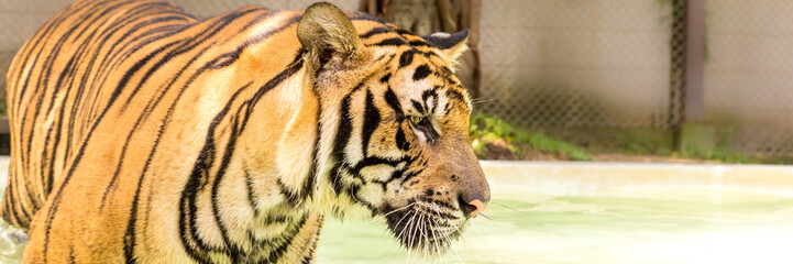Bengal tiger, an incredible animal of nature. Asia.