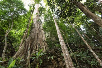 Tiger Cave Temple Wat Tham Seua Krabi Thailand