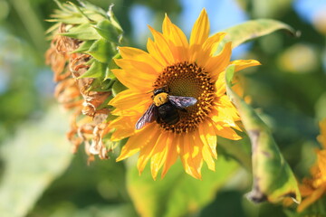 bee on a sunflower