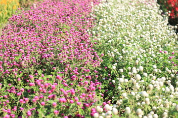 Obraz premium field of pink and white flower