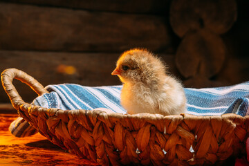 newborn Chicks in a basket on a dark background with a stand