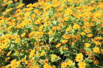 field of yellow flowers