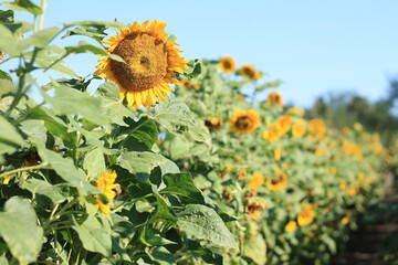picture of beautiful sunflower (Helianthus annuus L) garden with blue sky in yogyakarta indonesia, selective focus., 