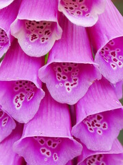 Closeup of spike of purple foxglove flowers © jamescade