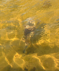 Mallard duckling feeding underwater on the sandy bottom of a lake
