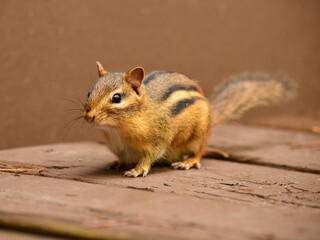 Closeup of chipmunk isolated against
brown background