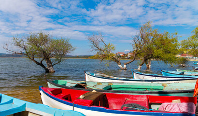 Fototapeta premium Trees inside the sea with plenty of wooden fishing boats around inside the lake on a cloudy blue sky.