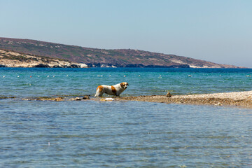 Beautiful dog with two colors is playing in the sea near the seaside. Dog in sea.