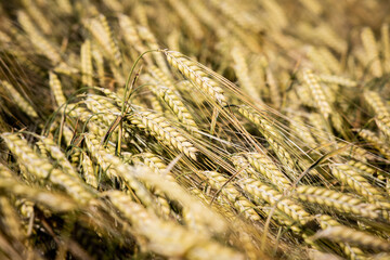 Fototapeta premium Getreidefeld, Weizenfeld